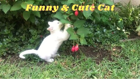 funny cat videos cute cat videos cute animals funny cats #funny_cat #funny #cutecat #funnycat