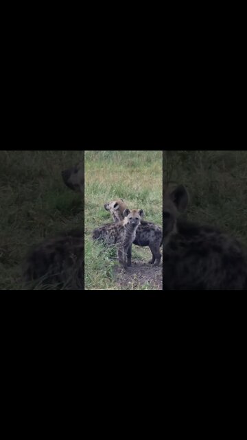 Maasai Mara Sightings Today 05/09/22 (Leopards, Lions, etc) | Zebra Plains | #shorts