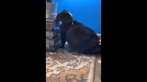 Funniest video 2022😱😱😱 cats 😻and dogs funny