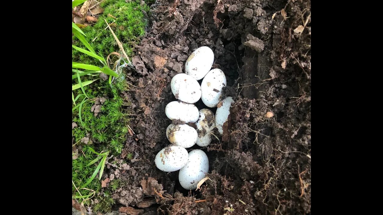 Snake eggs