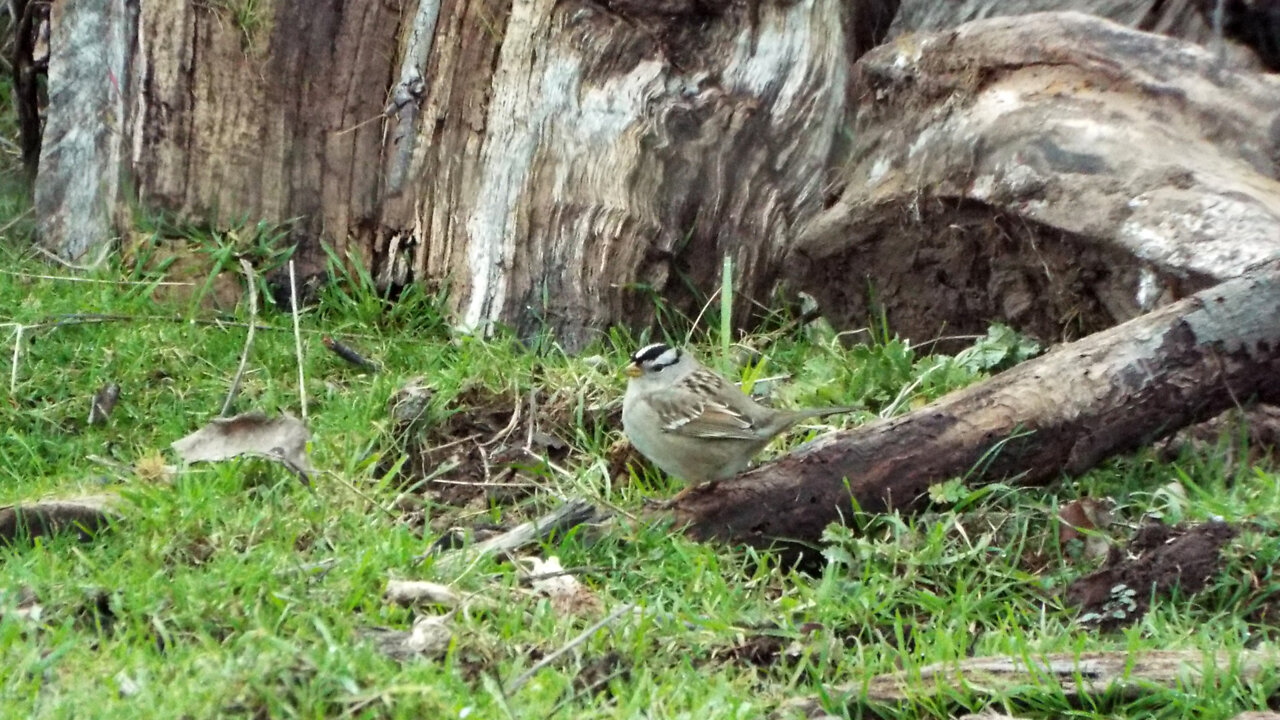 White-crowned Sparrows