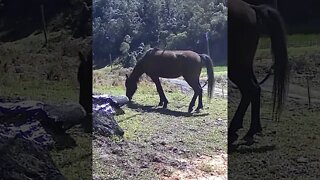 The secret lives of horses