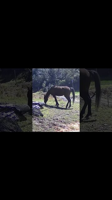 The secret lives of horses