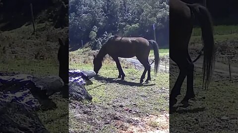 The secret lives of horses