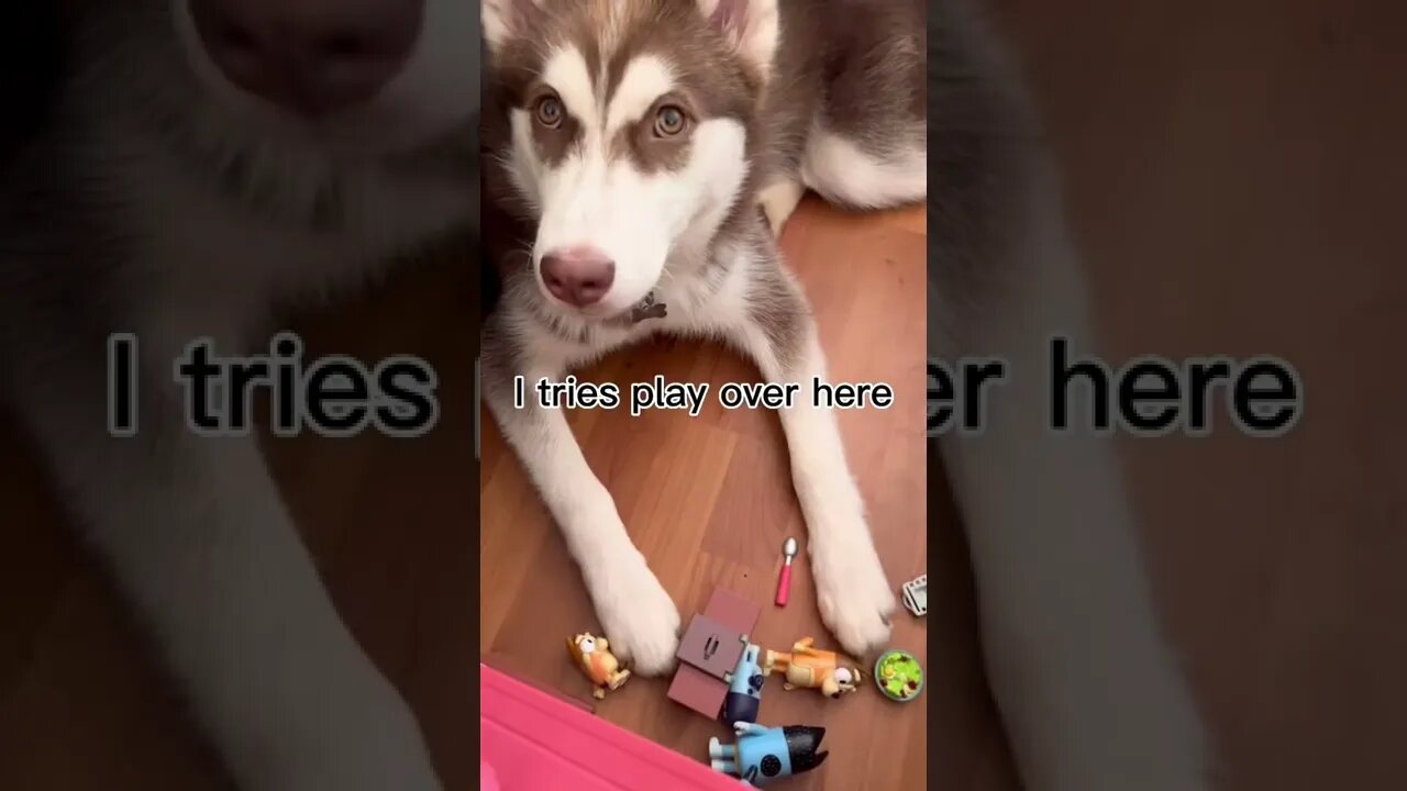 Husky puppy PLAYS BLUEY!! #husky #huskypuppy #huskies #puppy #puppies #bluey