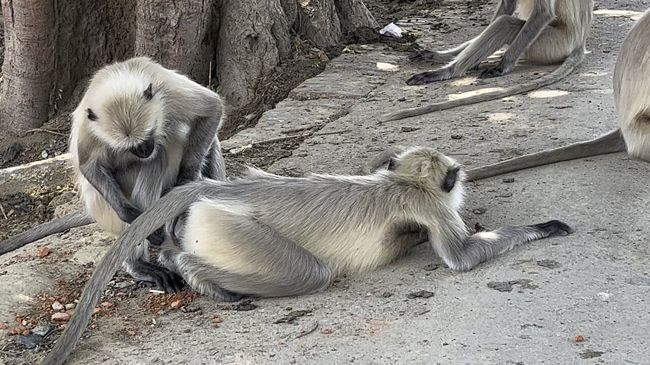 Langur’s help another langur’s for cleaning