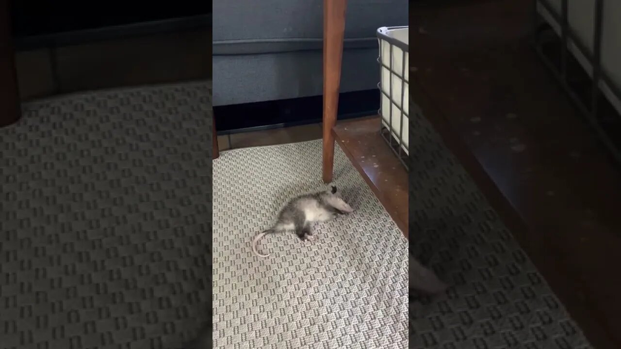 Baby Opossum Asleep