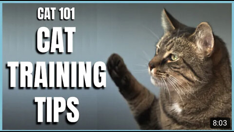 Cats 101: Training tips