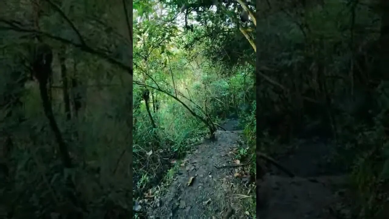 nature#forest#trail#shorts