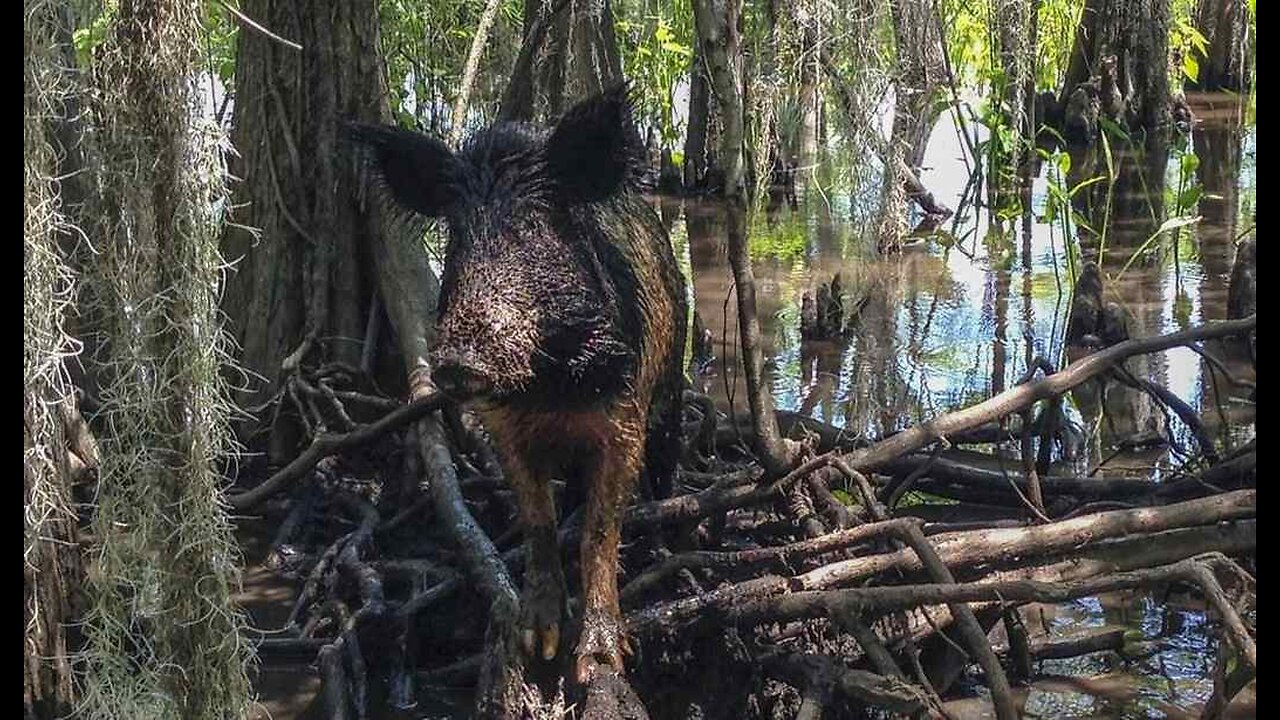 Feral Hog Attacks! Swine More Dangerous Than Sharks, Bears.