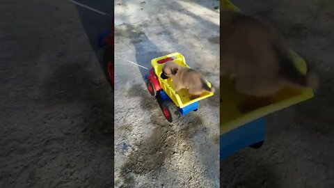 Puppy on a toy truck #shorts