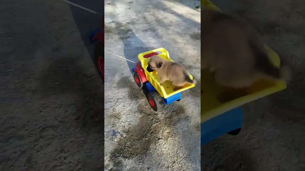 Puppy on a toy truck #shorts