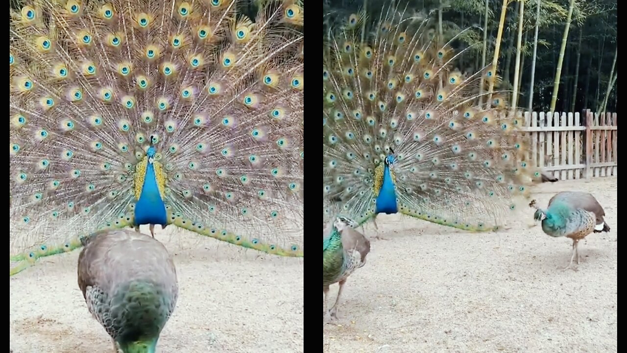 The rare peacock spreads its tail