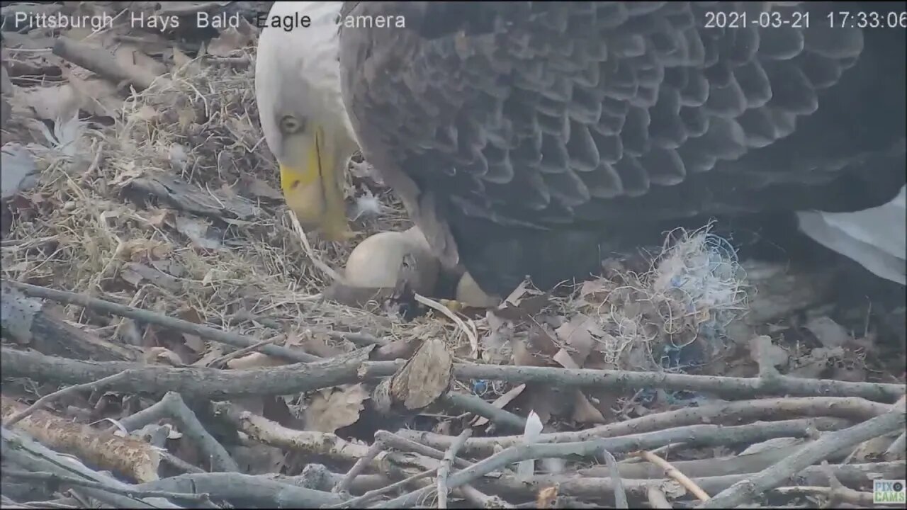 Hays Eagles pip watch 2nd look 3 21 21 1732