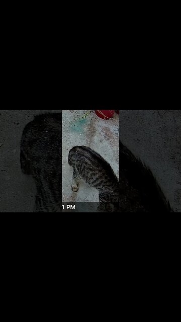 Tabby Cat trying To Get The Last Bit Out! 🐱