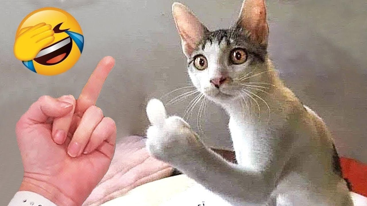 Funniest Animals 2023 π Funny Dogs and Cats Videos πΊπΆ Part 1