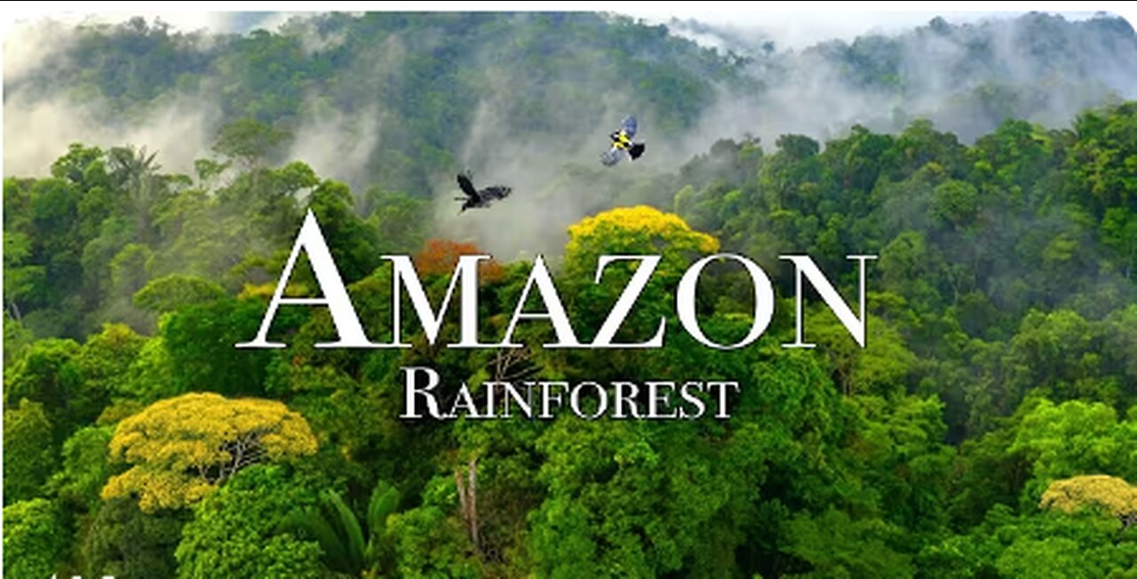 Amazon 4k - The World’s Largest Tropical Rainforest Part 2 | Jungle Sounds | Scenic Relaxation Film