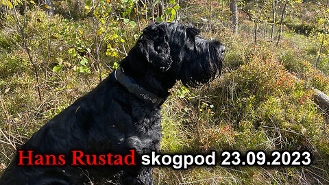 Skogpod 23. september 2023