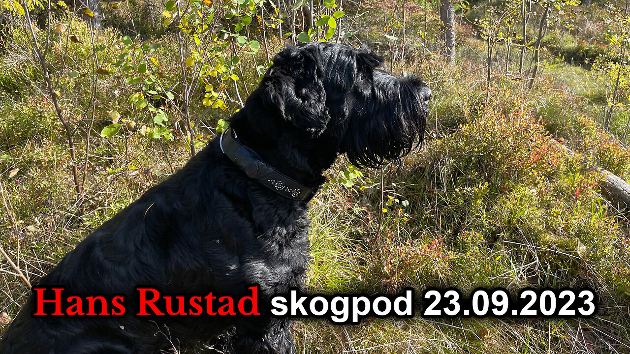 Skogpod 23. september 2023