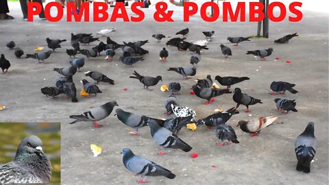 Pombas & Pombos