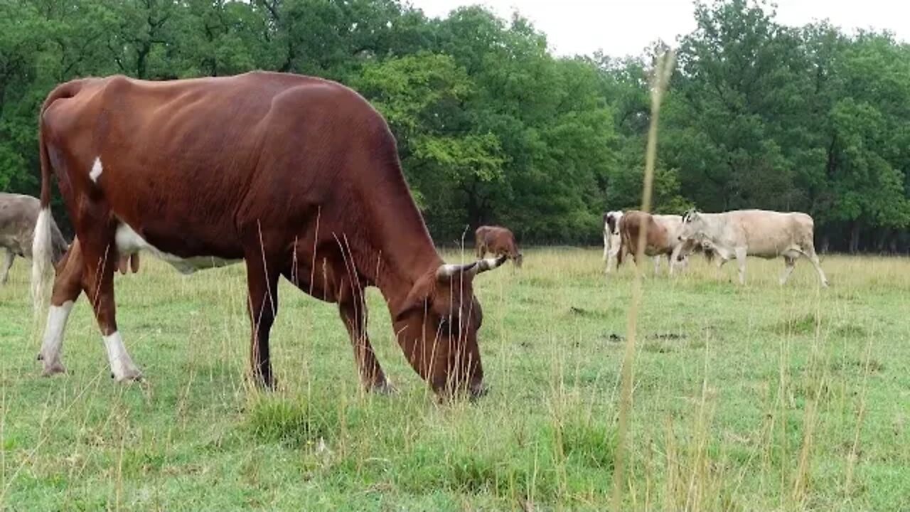 Тайная жизнь домашних животных - Под дождем