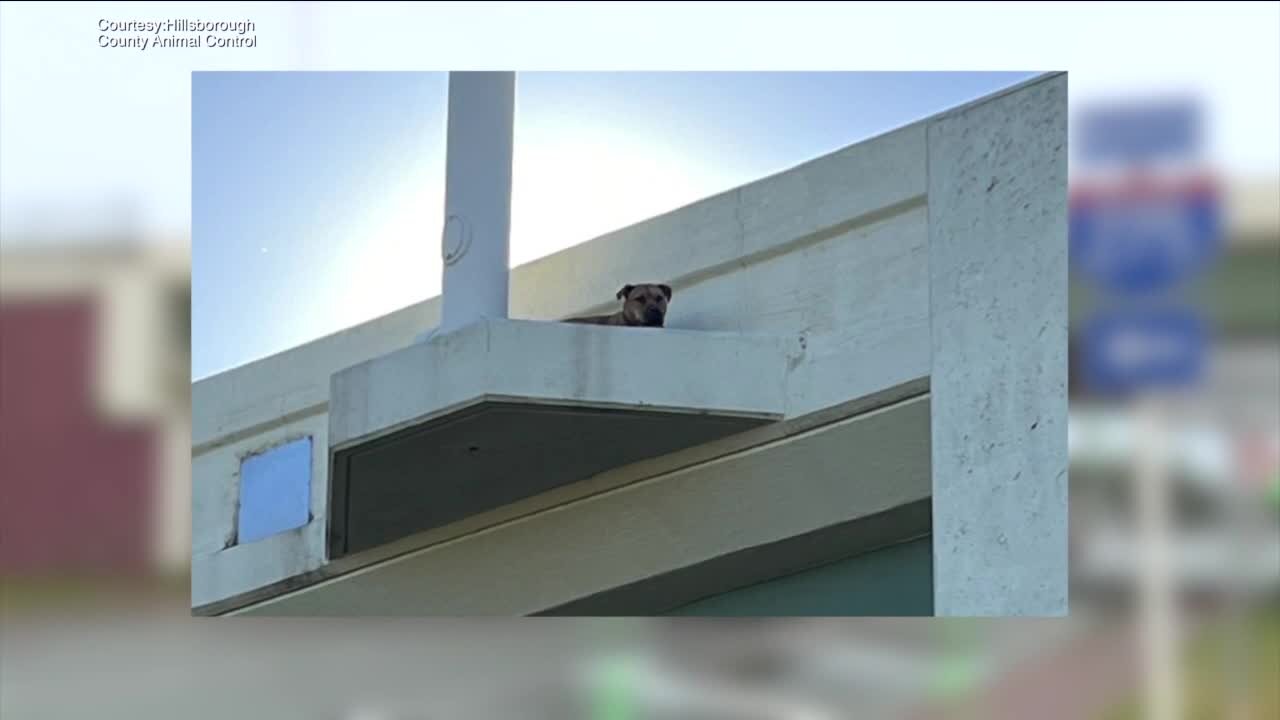 Hillsborough County Animal Control officers rescued a dog on the I-275 overpass in Tampa