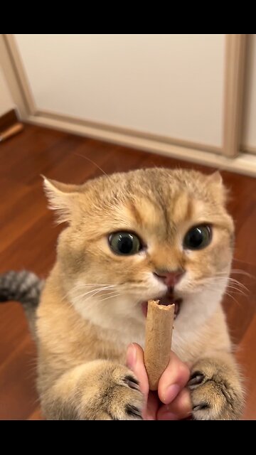 Hungry Cute Cat | My Cute Cat is Hungry