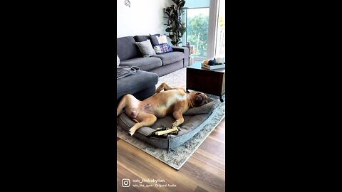 MASSIVE Pit Bull sleeping on his back! 🦁🙃💤