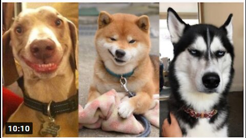 Funny Dog Videos 2021🤣 🐶 It's time to LAUGH with Dog's life