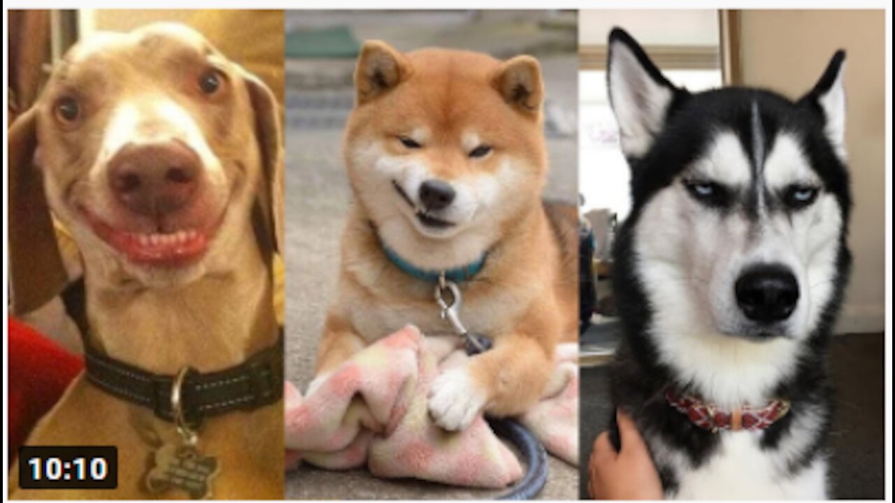 Funny Dog Videos 2021🤣 🐶 It's time to LAUGH with Dog's life