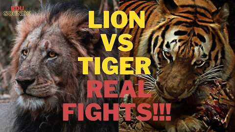 🦁 LION vs TIGER - REAL FIGHTS ❗❗❗ 🦁