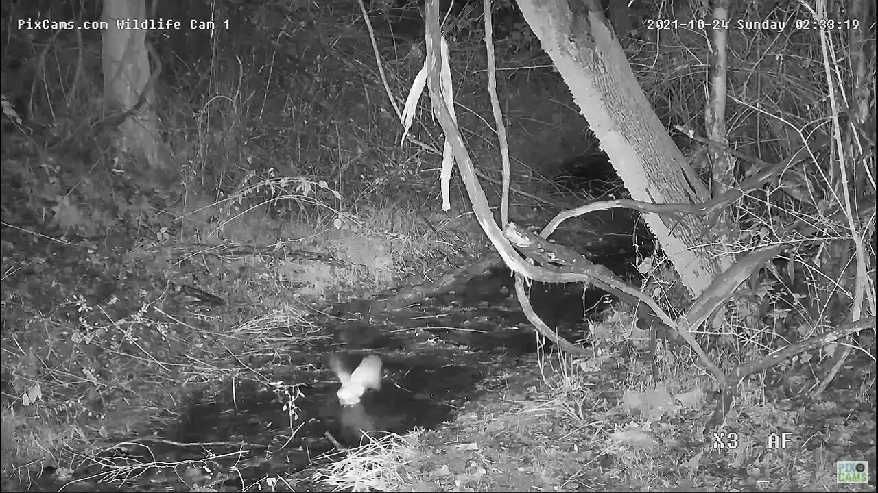 Screech Owl in stream