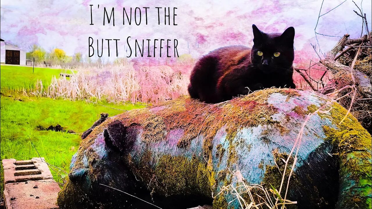 Our Cats: One Scaredy Cat, One Killer and One Butt Sniffer