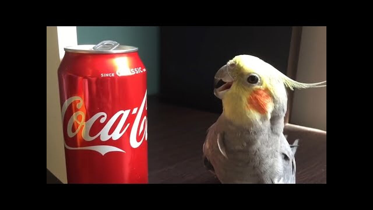 Funny Parrots Going Crazy - Cutest Parrots Compilation 2023 #1