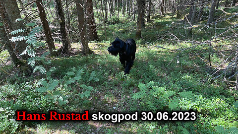 Skogpod 30. juni 2023