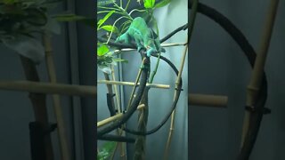 Hora do lanche do Júnior