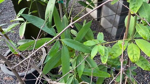 The most tropical looking oak - Lithocarpus edulis. Availabl