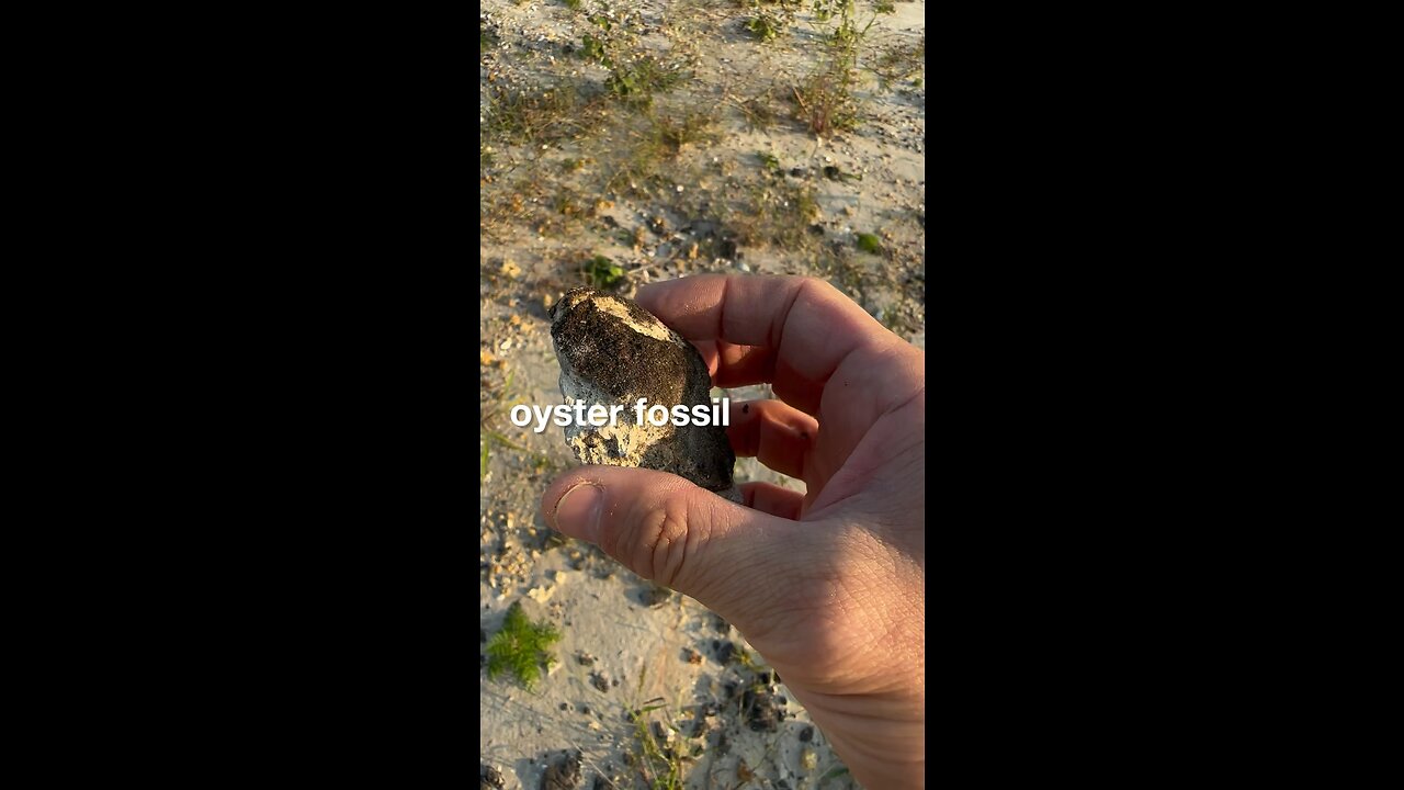 Hunting for Sea Fossils on old Farmland in #Sarasota