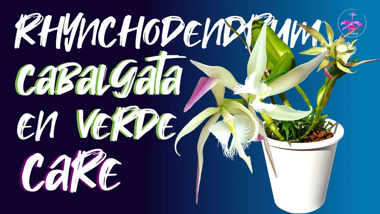 Rhynchodendrum Cabalgata en Verde | CARE TIPS in LECA & SELF WATERING by The Med 🤩 #Jadore !!