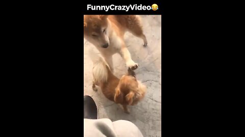 Mr FunnyCrazyVideo😂 Just Incredible Video Funny and Crazy #Like Follow for Follow 🥰