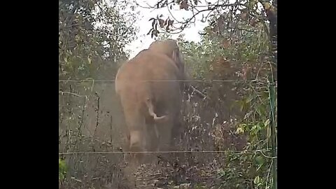 Elephant fence crossing 🚸