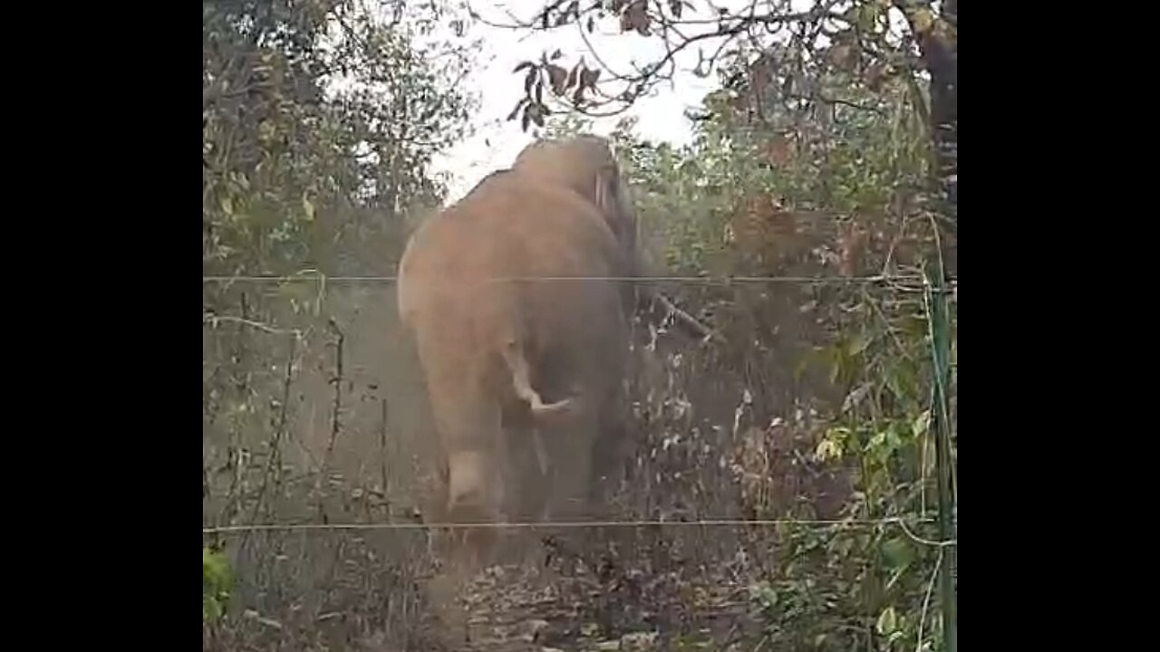 Elephant fence crossing 🚸