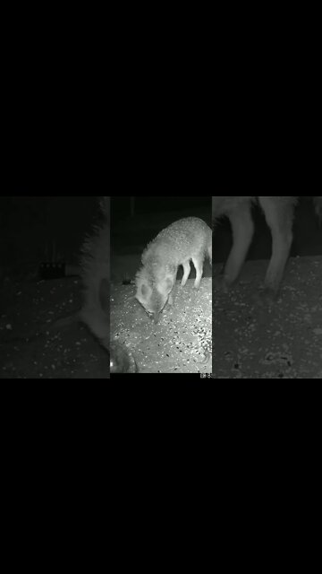 Poor Fox Being Attacked By Mosquitos #Shorts 😮