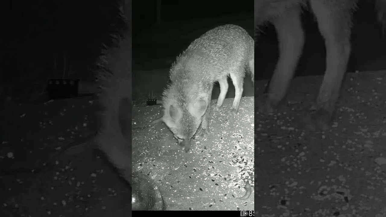 Poor Fox Being Attacked By Mosquitos #Shorts 😮