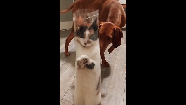 FUNNY ANIMALS VIDEOS #short