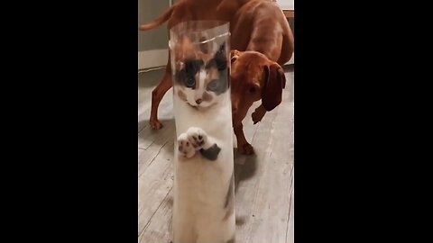 FUNNY ANIMALS VIDEOS #short