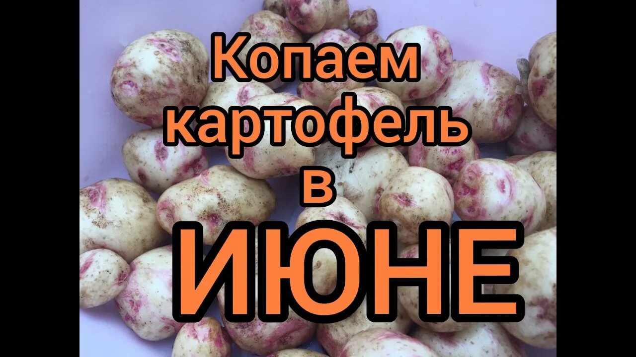 КОПАЕМ КАРТОФЕЛЬ в ИЮНЕ!!!