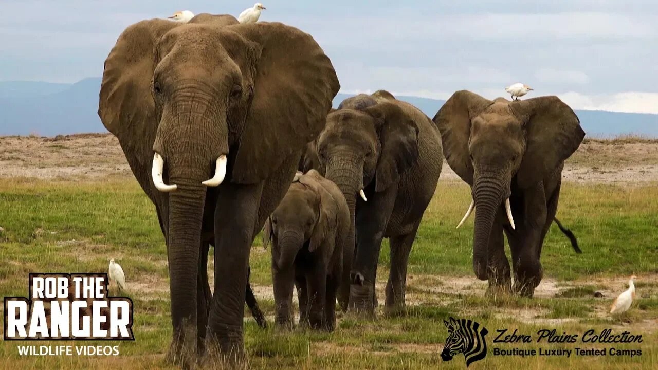 Amboseli Elephant Herd On A Cloudy Day | Zebra Plains Safari