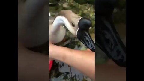 Goose gets beat with a bowl #shorts