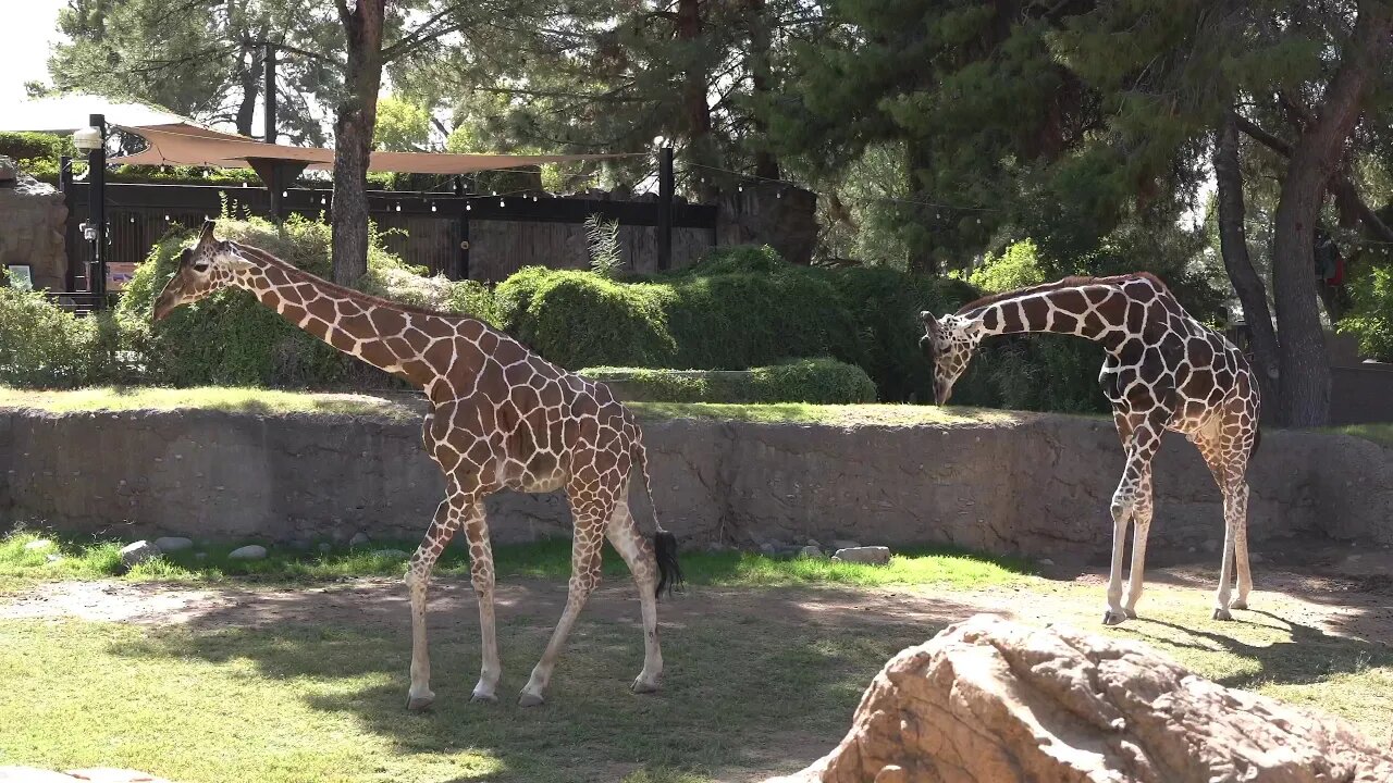 BEST OF TUCSON ARIZONA USA ZOO